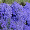 Aubrieta Seeds - Rockcress Seeds - Aubrieta deltoidea