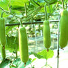 Bottle Gourd Seeds - Calabash - Lagenaria siceraria