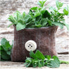 Gaea's Blessing Seeds - Catnip Seeds - Non-GMO Heirloom Seeds Nepata Cataria Open-Pollinated - with Easy to Follow Instructions - 90% Germination Rate Net Wt. 1.1g
