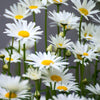 Chamomile Seeds - Matricaria chamomilla - Non-GMO Open-Pollinated Untreated Heirloom