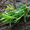 Tarragon Seeds - Artemesia drancunculus
