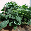 Lacinato Kale Seeds - Dinosaur Kale - Brassica olearacea