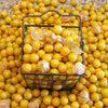 Tomatillo Seeds - Aunt Molly's - Physalis pruinosa