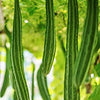 Luffa Gourd Seeds - Bonanza - Luffa acutangula