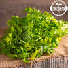Parsley Seeds - Italian Giant - Petroselunum crispum