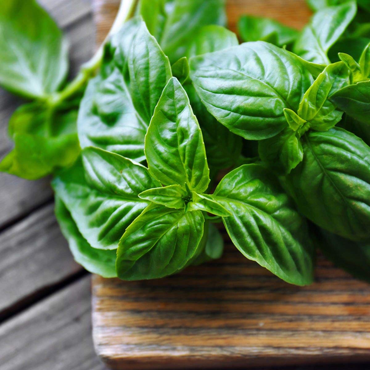 Thai Basil Seeds - Siam Queen - Ocimum basilicum