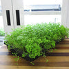 Chervil Seeds - Anthriscus cerefolium