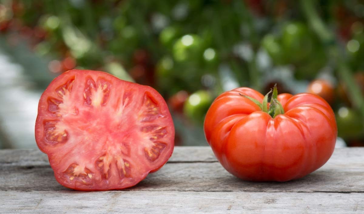 Tomato Seeds - Beefsteak Tomato - Lycopersicon esculentum