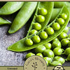 Snap Pea Seeds - Sugar Ann - Pisum sativum