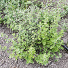 Italian Oregano Seeds - Origanum vulgare