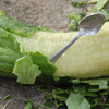 Luffa Gourd Seeds - Luffa aegyptiaca