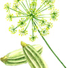 Fennel Seeds - Foeniculum vulgare