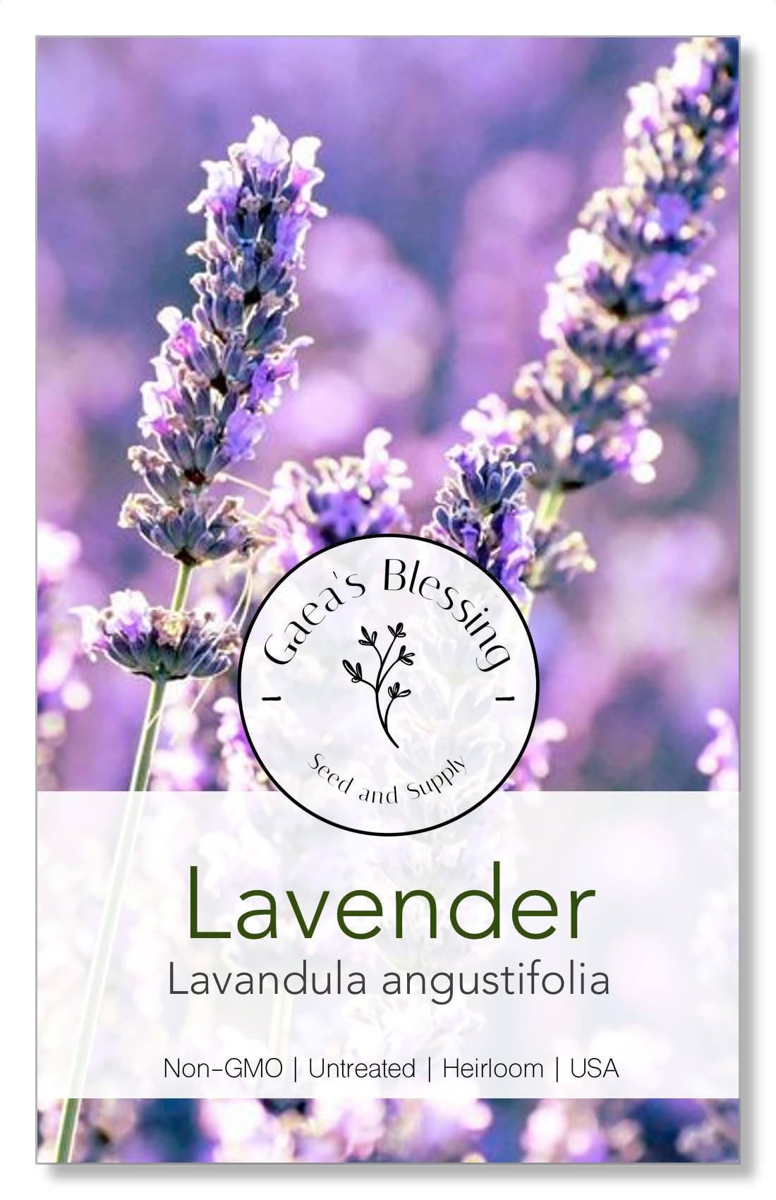 sow easy lavender seeds Gaea's Blessing Seeds - English Lavender Seeds - Heirloom Non-GMO Seeds with Easy to Follow Instructions - Vera True Lavender Heirloom