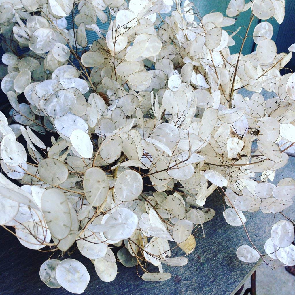 money silver dollar plant Honesty Seeds, Moonwort, Money Plant, Silver Dollar Plant, Lunaria ann – Gaea's Blessing Seeds