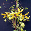 Clematis Seeds - Golden Clematis - Clematis serratifolia