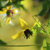 Clematis Seeds - Golden Clematis - Clematis serratifolia