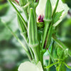 Okra Seeds - Clemson Spineless - Abelmoschus esculentus