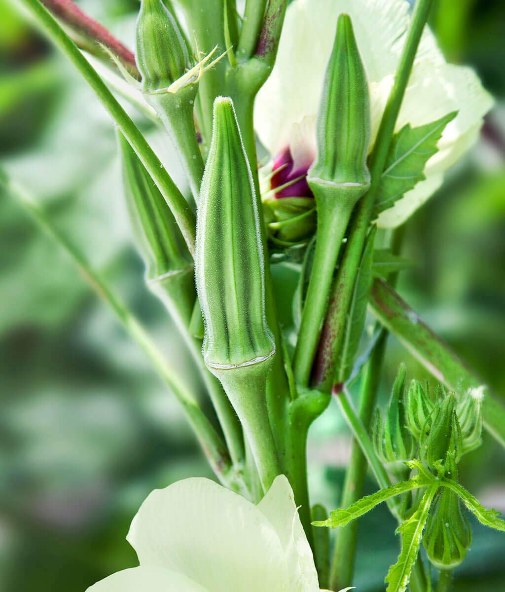 Okra Seeds - Clemson Spineless - Abelmoschus esculentus