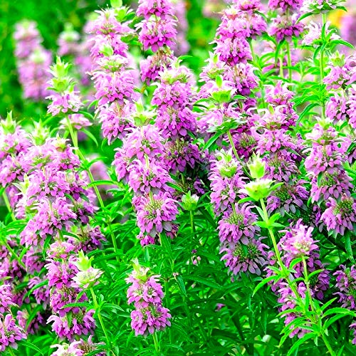 Lemon Mint Seeds - Monarda citriodora