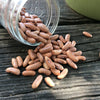 Bush Bean Seeds - Contender - Phaseolus vulgaris