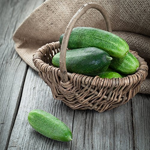 Cucumber Seeds - Spacemaster 80 - Cucumis sativus
