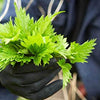 Stinging Nettle Seeds - Urtica dioica, Non GMO, Open Pollinated, Heirloom