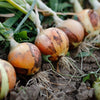 Gaea's Blessing Seeds - Onion Seeds - Non-GMO Heirloom Seeds with Easy to Follow Instructions