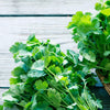 Cilantro Seeds - Leisure - Coriandrum sativum