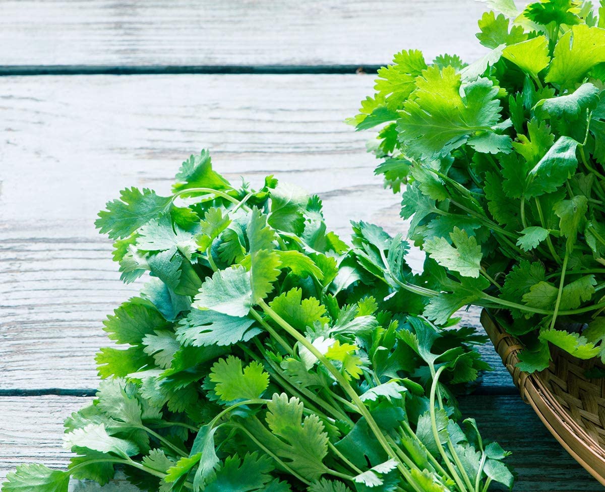 Cilantro Seeds - Leisure - Coriandrum sativum