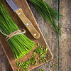 Chives Seeds - Allium schoenoprasum