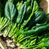 Spinach Seeds - Avon F1 Hybrid - Spinacia oleracea