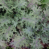 Kale Seeds - Red Russian - Brassica napus var. pabularia