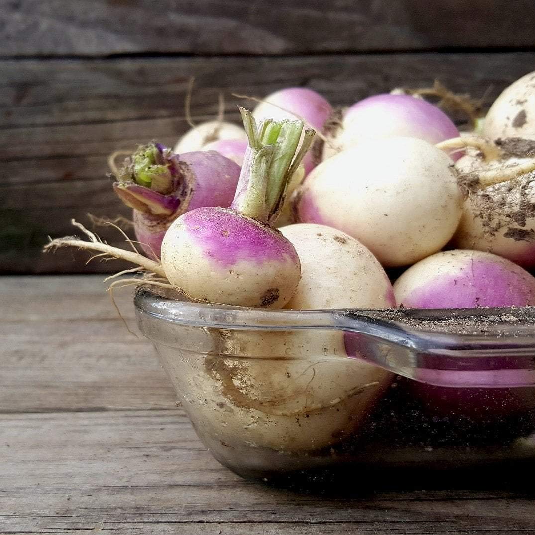 Turnip Seeds - Purple Top - Brassica rapa