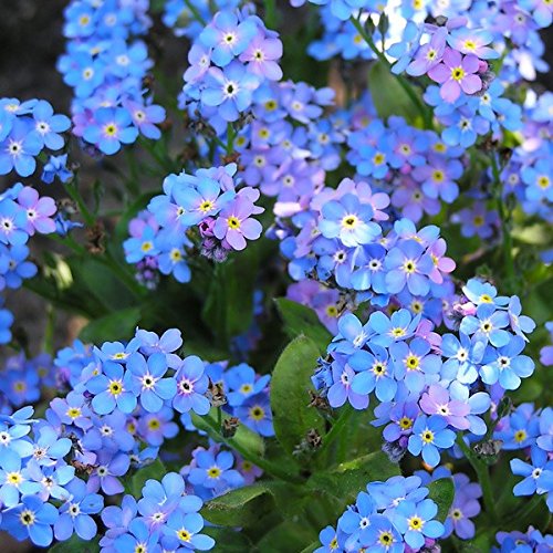 Forget Me Not Flower - French Woodlands - Myosotis Sylvatica