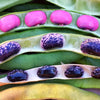 Scarlet Runner Bean Seeds - Phaseolus coccineus