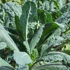 Gaea's Blessing Seeds - Kale Seeds - Non-GMO Seeds with Easy to Follow Planting Instructions - Open Pollinated, Untreated Heirloom