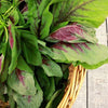 Green Amaranth Seeds - Chinese Spinach - Lu Hsien Heirloom - Amaranthus mangostanus