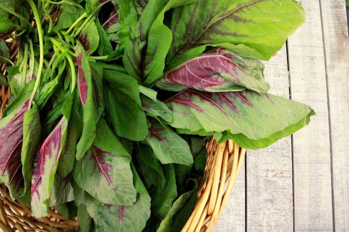 Green Amaranth Seeds - Chinese Spinach - Lu Hsien Heirloom - Amaranthus mangostanus