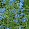 Forget Me Not Seeds - Firmament - Hound's Tongue - Cynoglossom amabile,  Non-GMO Open-Pollinated Heirloom