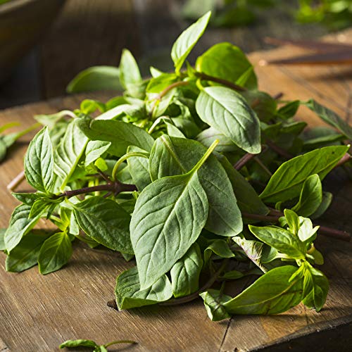 Anise Basil - Seeds - Ocimum basilicum