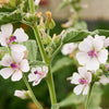 Marshmallow Seeds - Althea officinalis