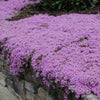Creeping Thyme Seeds - Thymus serpyllum