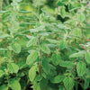 Italian Oregano Seeds - Origanum vulgare