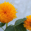 Sunflower Seeds - Dwarf Sungold Double - Teddy Bear - Helianthus annuus