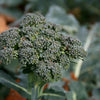 Broccoli Seeds - Waltham 29 - Brassica oleracea
