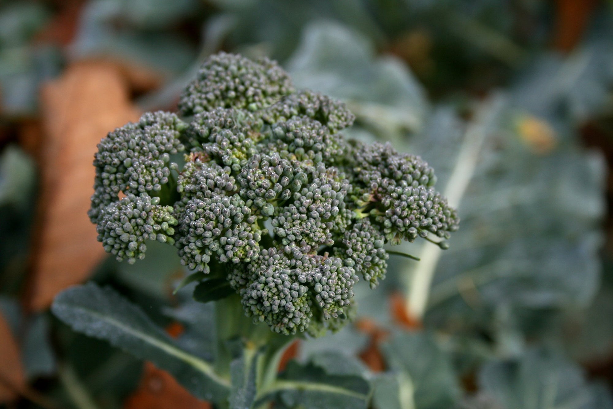 Broccoli Seeds - Waltham 29 - Brassica oleracea