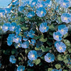 Morning Glory Seeds - Clarke's Heavenly Blue - Ipomea tricolor