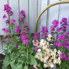 Honesty Seeds, Moonwort, Money Plant, Silver Dollar Plant, Lunaria annua/biennis