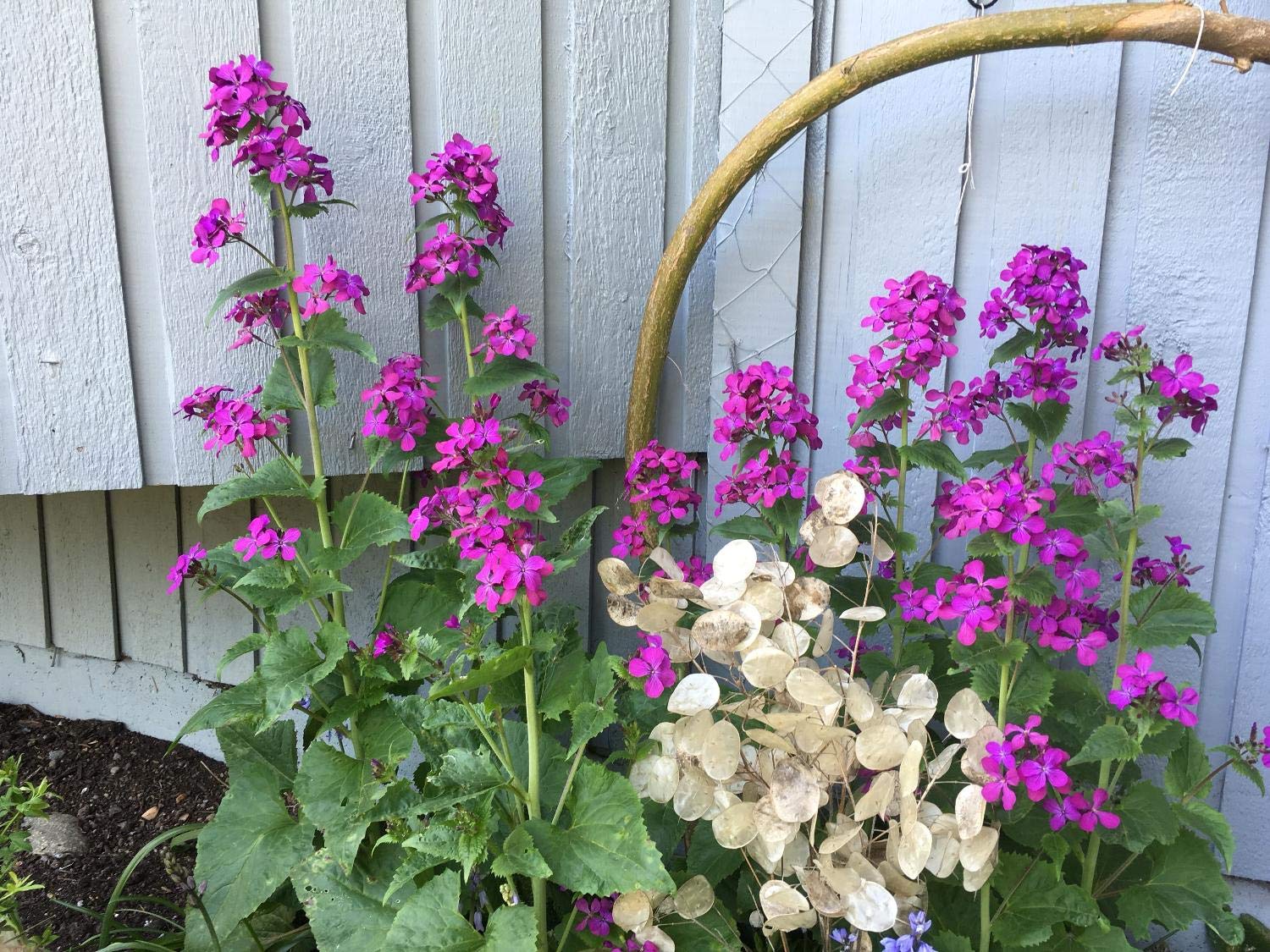 money plant honesty Honesty Seeds, Moonwort, Money Plant, Silver Dollar Plant, Lunaria ann – Gaea's Blessing Seeds