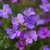 Aubrieta Seeds - Rockcress Seeds - Aubrieta deltoidea